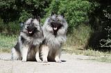 SPITZ LOUP 016